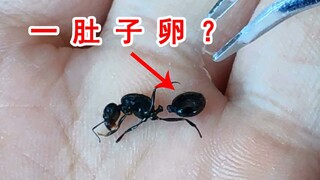 剖开蚁后的大肚子，里面全是蚂蚁卵吗？