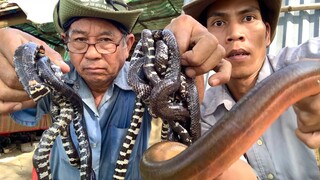 TRỒNG RAU & THẢ CÁ || TẬP 9  RẮN TRUN NẤU LÁ CÁCH NƯỚC CỐT DỪA LƯƠN KHO SẢ ỚT LAI-RAI VÀI LI