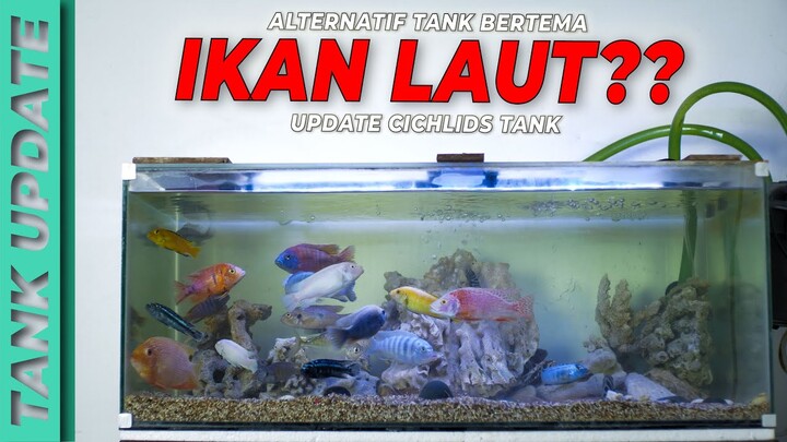 Rasa Ikan Laut Tapi Air Tawar (Update Tank African Cichlids)
