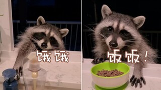 这里是浣熊汽车快餐店，这位客人，您今天要来点什么呢？