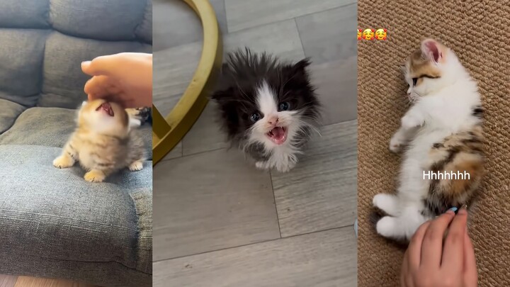 لا أستطيع تحمل هذا المواء اللطيف!