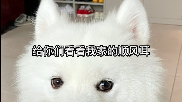 Để tui cho các bạn xem cái tai thính của nhà tui nè!