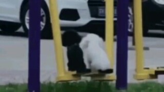 Dove and Vivi are chatting at the entrance of SM, hahahahahahaha, are they swinging on the swing? So