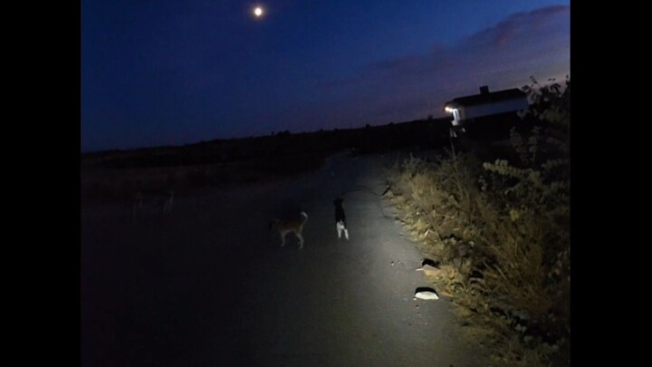 Gece bisiklet sürüşü ve köpek sorunu.