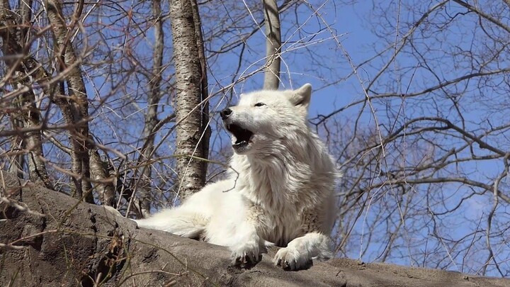 Serigala kecil yang pasrah dan malas-malasan, dipaksa bangun oleh kawanan serigala!