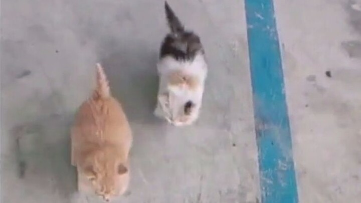 Phát hiện hai bé mèo hoang đói đến mức kêu râm ran, lúc đầu cứ thấy tôi là bỏ chạy, giờ thì lại chạy