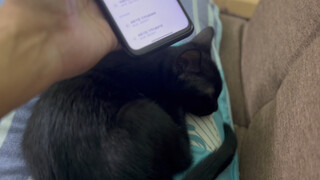 What Would Happen if I Wake Up My Cat With His Own Sound
