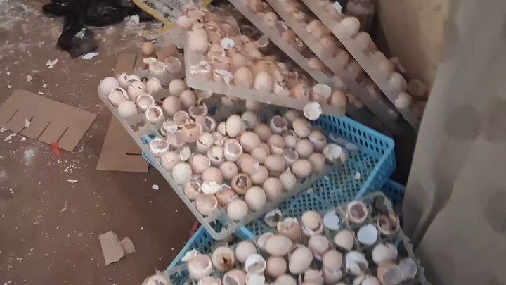 We hatch Chicks!
