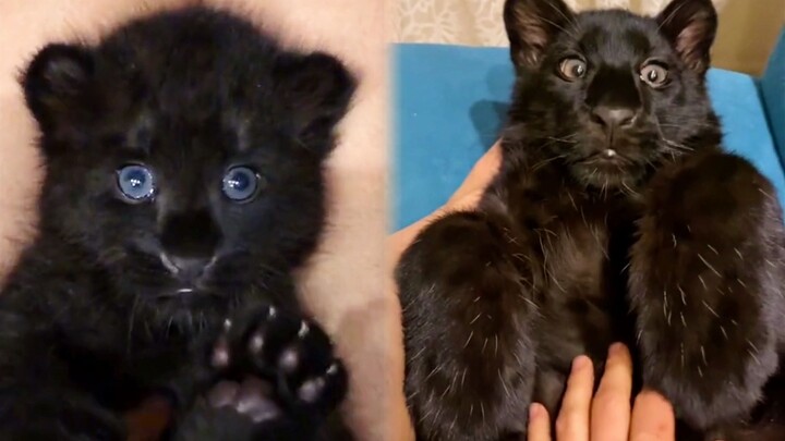 Little Black Leopard with a Big Belly