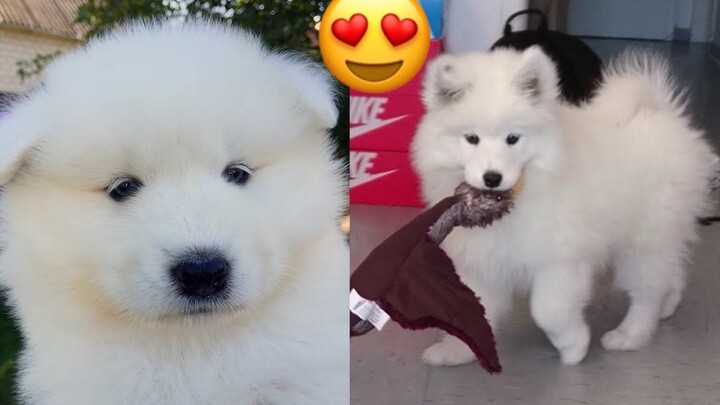 【MAYA】บันทึกการแต่งอายแชโดว์: รวมคลิปน่ารักของซาโอะเหมยย้อนวัยเด็ก || Mayapolarbear【แบ่งปันโดย BanDo