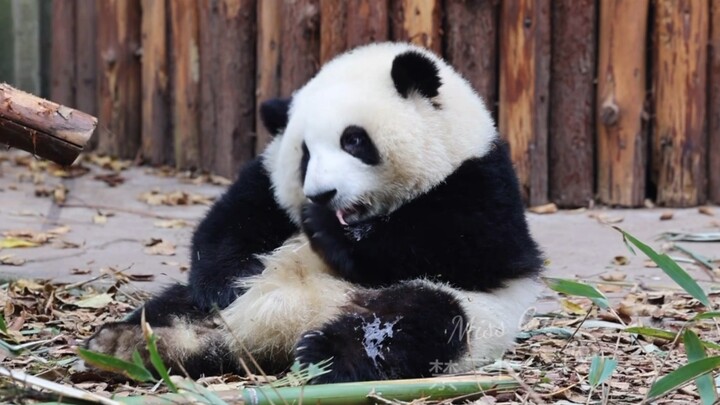 [Panda] Parents want to feed more