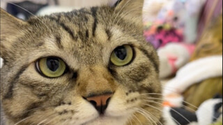 A kitten that bites or hits people is not a tabby cat!