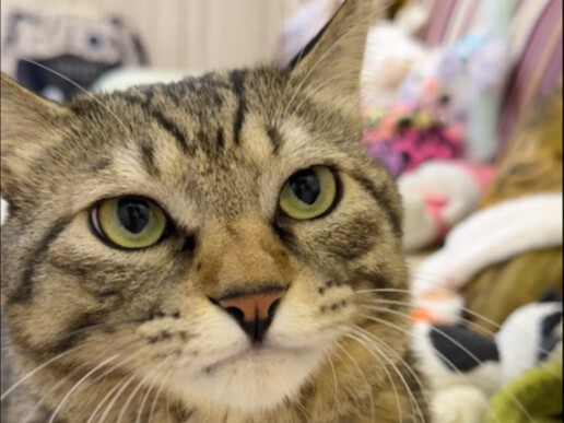 A kitten that bites or hits people is not a tabby cat!