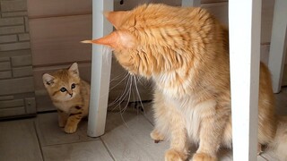 It's the First Time a Sand Cat Has Seen a Maine Coon Melissa