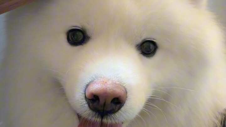 لا بدّ من تربية كلب مثل هذا!