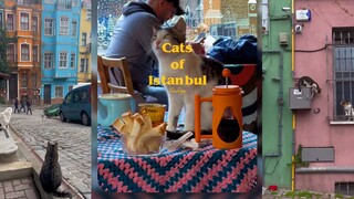 Kucing-kucing di Istanbul PT.2