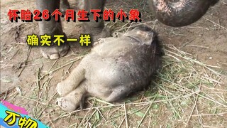 Gajah melahirkan bayi setelah mengandung selama 26 bulan, sangat senang hingga tak tertahankan, cara