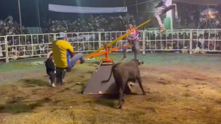 Bull cracks the code!