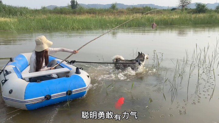 在棍子上绑一块肉，让哈士奇拉船