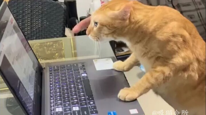 原来小猫是模仿大师啊！！！
