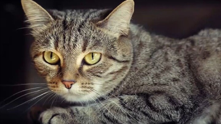 The five tiger generals among Chinese pastoral cats: civet cat, cow cat, orange cat, black cat, cali