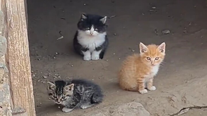 Muddy Meow Cat