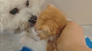傻猫和舔狗