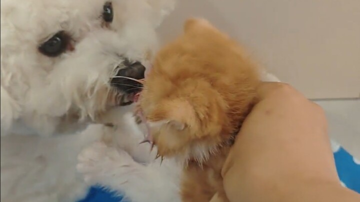 傻猫和舔狗