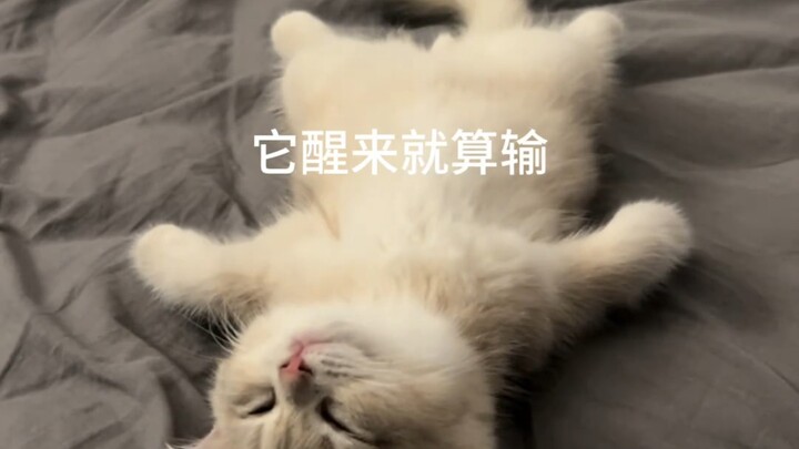 Thử thách đặt đồ lên người mèo con