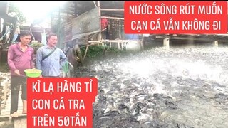 Có linh tính bày cá tra thiên nhiên khủng nhất Miền Tây Trên 50 tấn tự tìm nơi bình yên an toàn sống