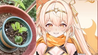 ความรักของฉันเป็นแค่ขยะ แต่คาโมมายล์ของฉันไม่ใช่