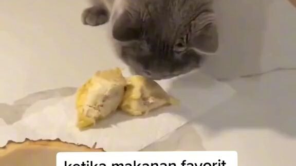 hihihi