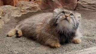 Buku Harian Pengamatan Pallas's Cat—Lucu sekaligus ganas [Nasu Animal Kingdom]