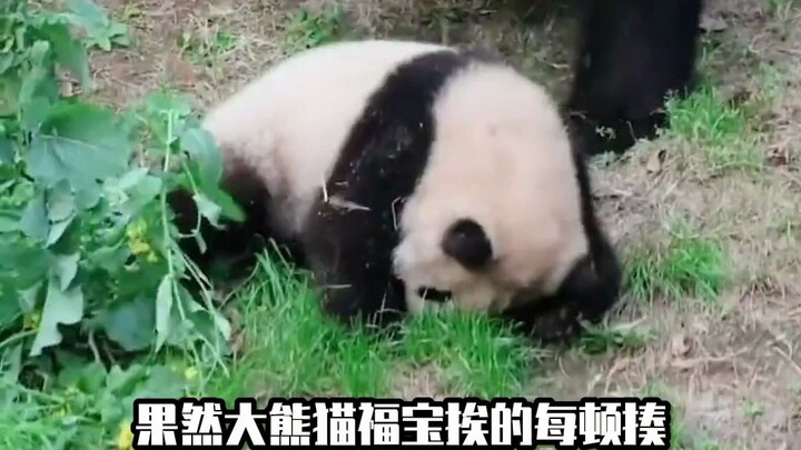 Phúc Bảo: Mẹ ơi lần sau con vẫn dám nữa ～