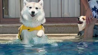 Husky yang sebulan lalu bahkan tak berani berenang ternyata sekarang bisa menyelam