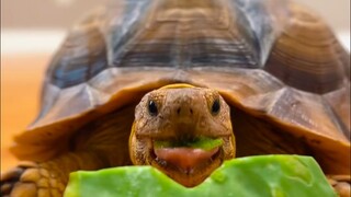Scout the African tortoise's evening eating show, one crunchy bite at a time