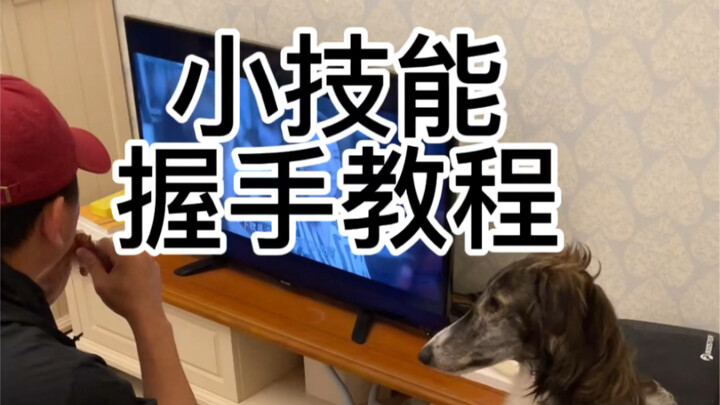 فيديو تعليمي لتدريب الكلاب على مصافحة اليد: سريع وسهل، خطوات مفصّلة، تتعلّمه بسرعة وتتقنه فورًا!