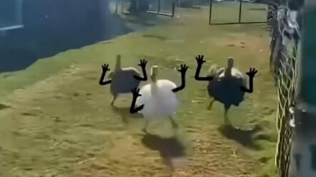 What If Animals Had Hands?