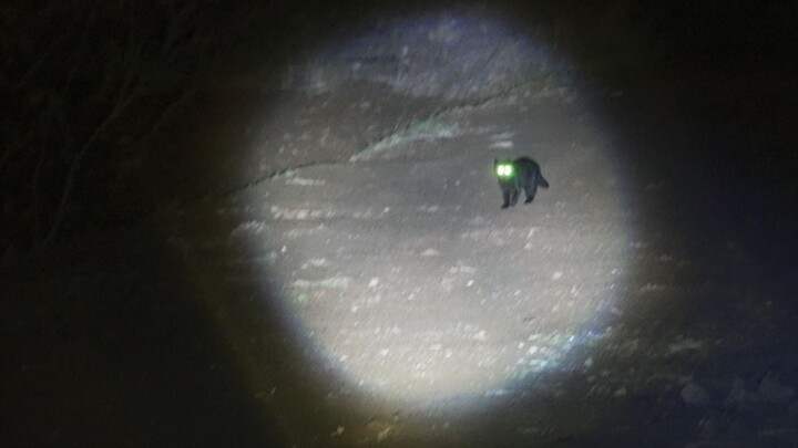 King's Operation: Find a black cat that ran away from home in the dark