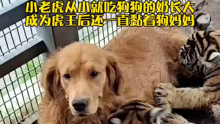 Harimau kecil di kebun binatang ini telah diberi susu dari induk anjingnya sejak kecil. Bahkan setel