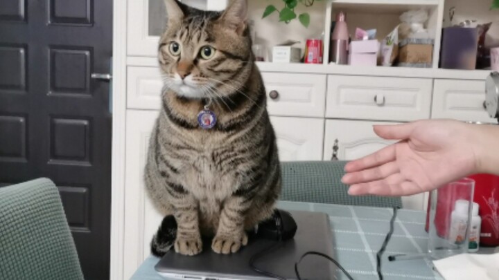 Tabby cat: Helping its owner test how durable the computer is, but the owner just doesn’t understand