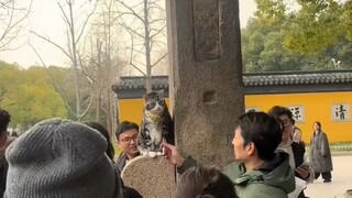Kucing-kucing tidak mengerti, hanya terus bertepuk tangan, si kucing kecil: Tidak sia-sia datang, sa