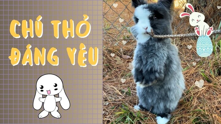 Khoảnh Khắc Đáng Yêu Của Thỏ Tai Cụp Và Thỏ Đầu Sư Tử -  Baby Bunny Playing