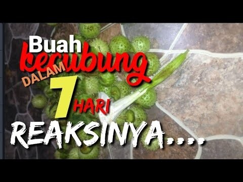 buah kecubung untuk Lovebird