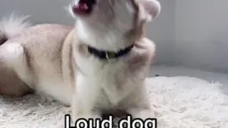 It’s always loud AF in our house 🔊 dog besties mansbestfriend
