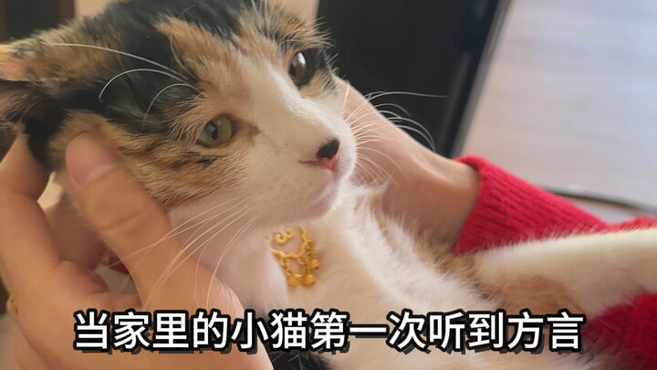 When the kitten hears a dialect for the first time