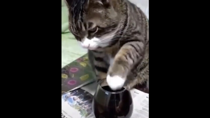 It’s pretty normal for cats in Russia to have a little drink, right?