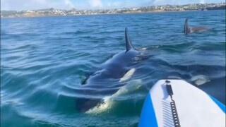 当你在海里独自玩桨板，突然被成群的虎鲸包围...这也太可怕了！
