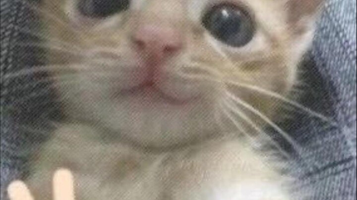 "Aku memandang bulan~"