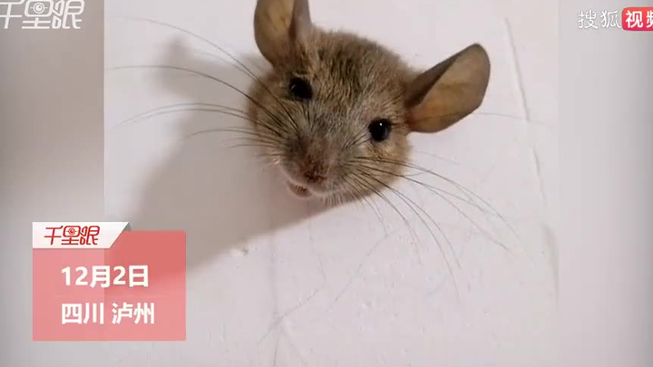 The food’s so good the mouse is too fat and gets stuck in the wall hole!